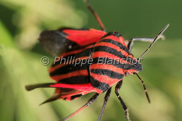 graphosoma italicum 05.JPG - in "Tête à tête avec les insectes" ed. Seuil JeunessePentatome rayéGraphosoma italicumShieldbugHemiptera, PentatomidaeFrance